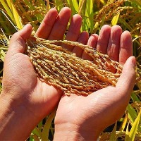 中國(guó)計(jì)劃減少華北及東北地區(qū)的玉米播種面積 同時(shí)提高大豆面積